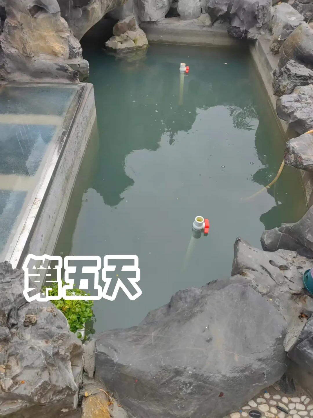 7万的生态鱼池10天翻车:翻遍全网的翻车帖,鱼池都栽在这三个坑里