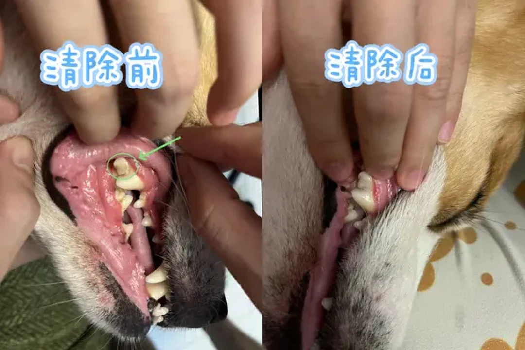 小型犬进入老年，第一件事不是换粮：先查牙，再看体况，第三是算账