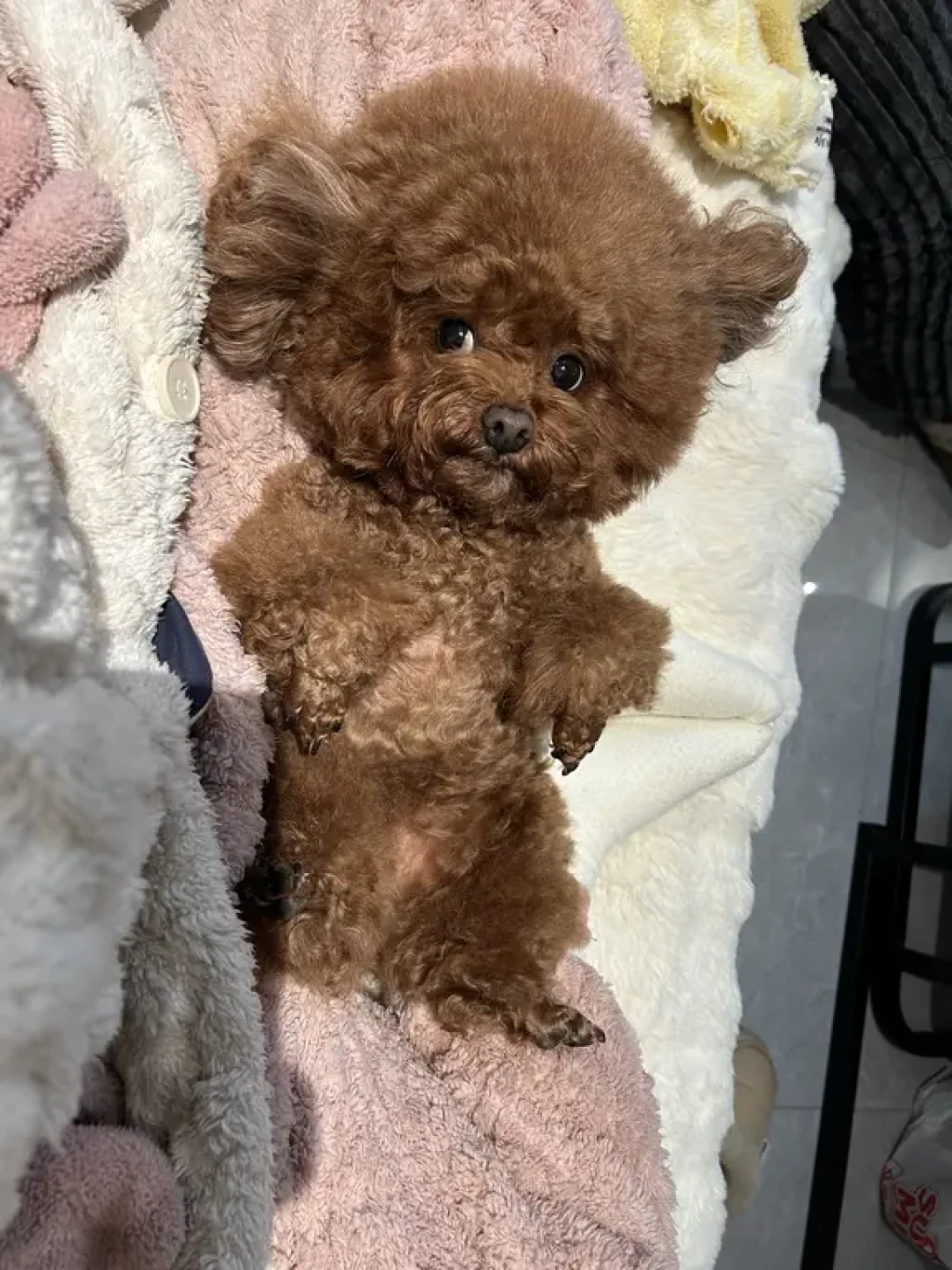 小型犬进入老年，第一件事不是换粮：先查牙，再看体况，第三是算账