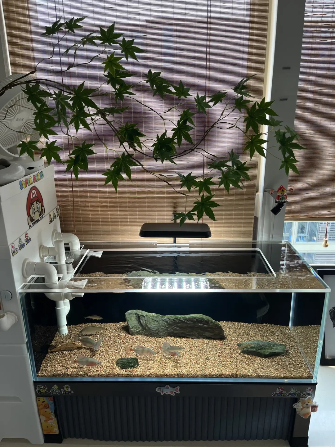 地上又出现鱼干了?原生缸跳缸高发期:先分清谁是惯犯,再挑防跳方案