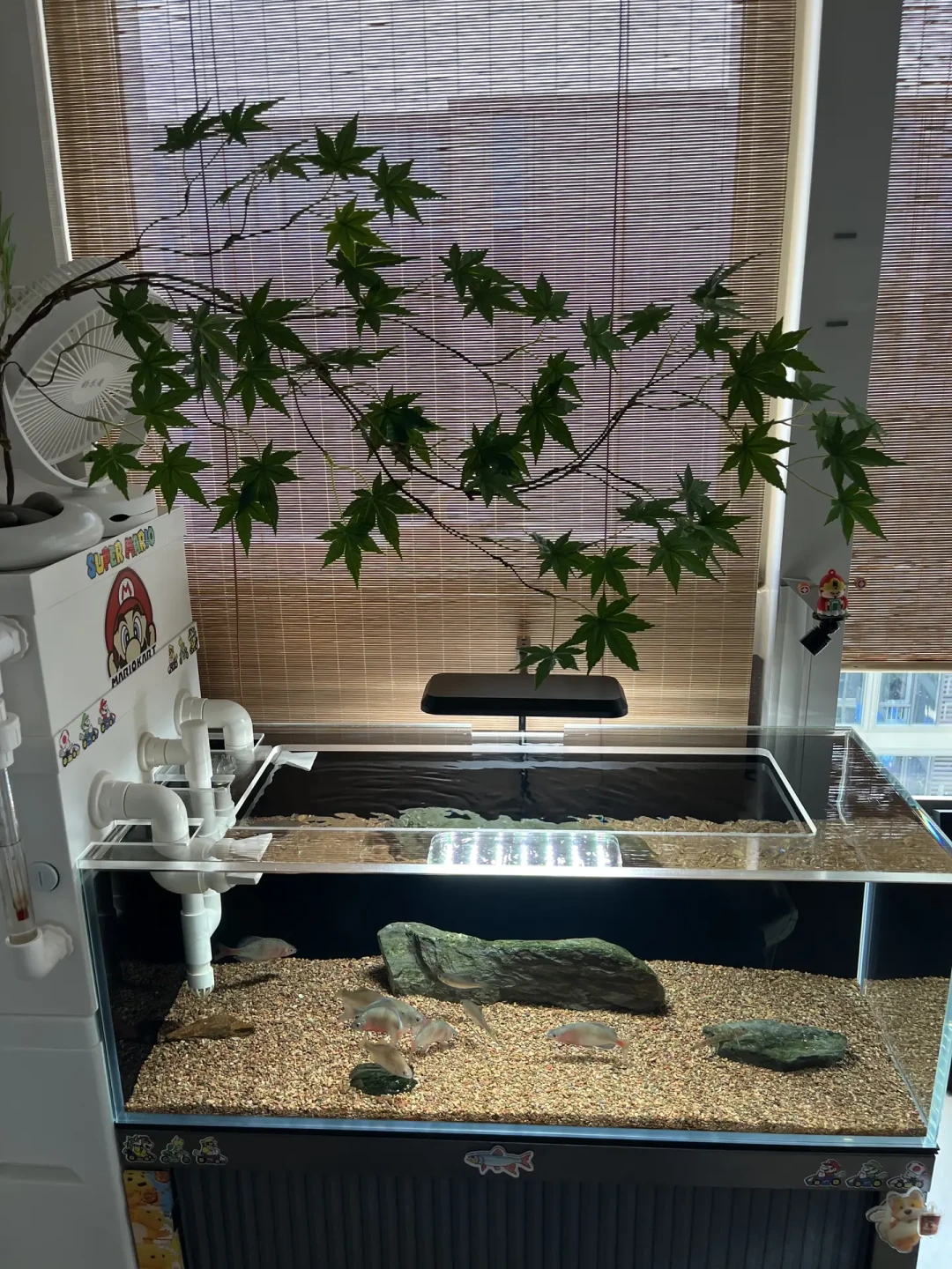 地上又出现鱼干了?原生缸跳缸高发期:先分清谁是惯犯,再挑防跳方案