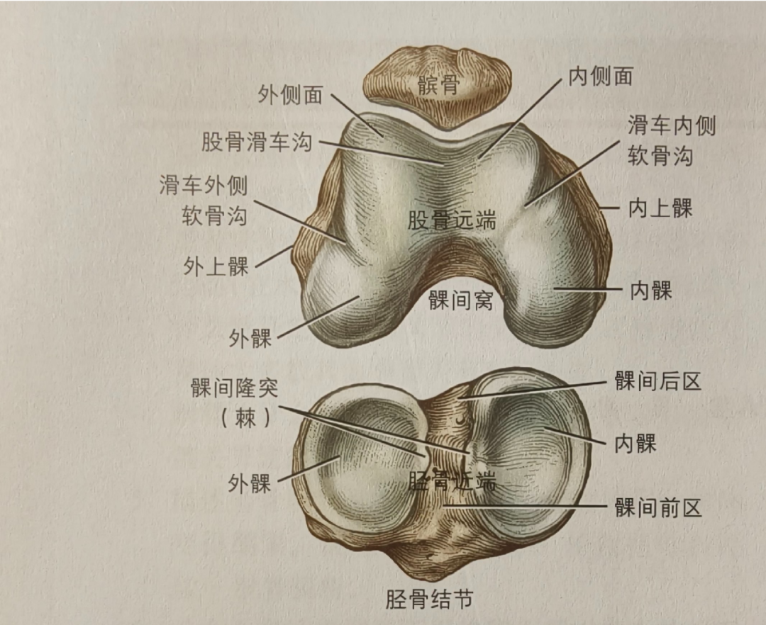 深蹲膝盖
