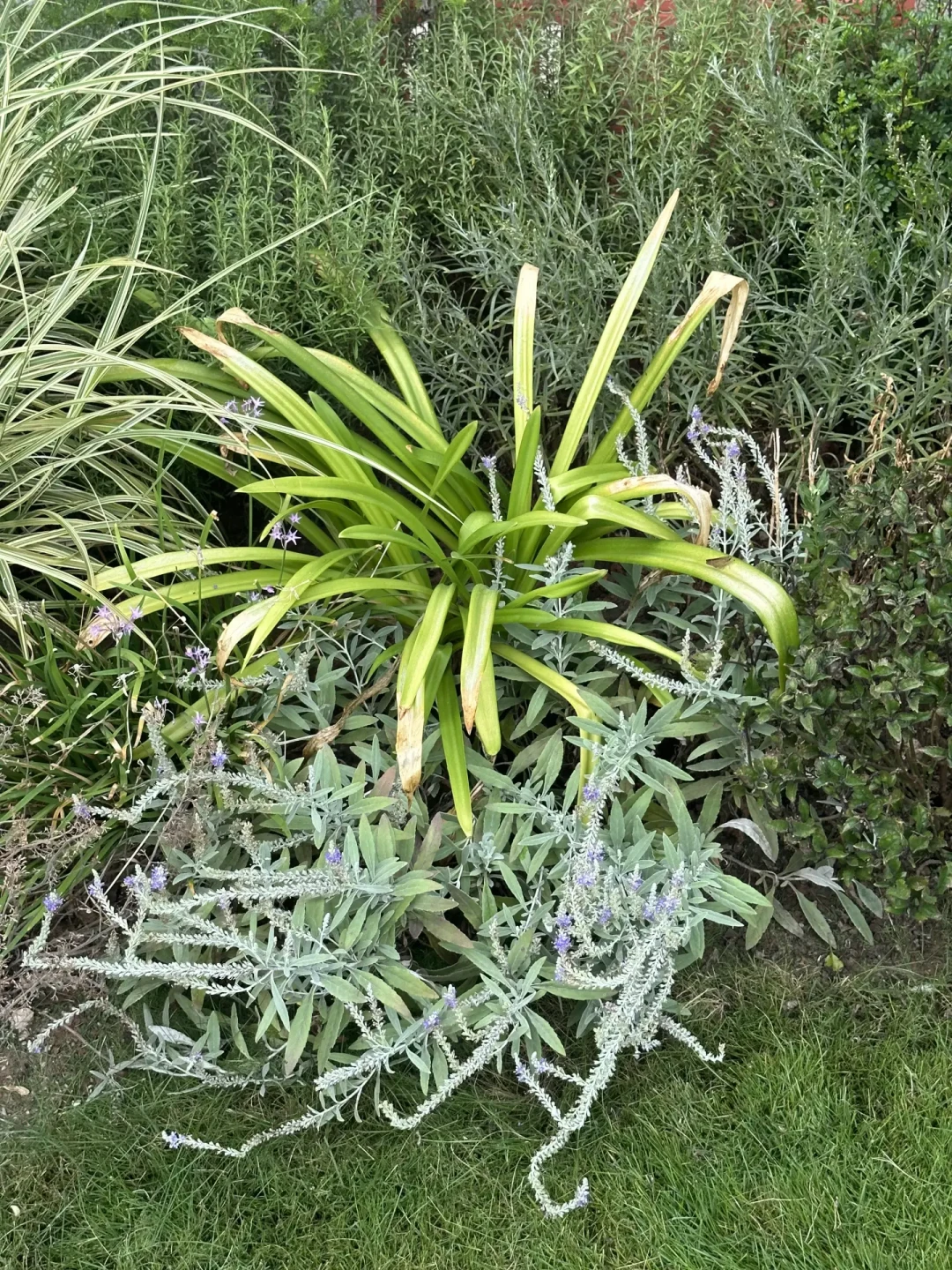 40℃晒过一轮，花境“期末成绩单”出炉：这些品种被全网反复提名，那些是“地域限定”