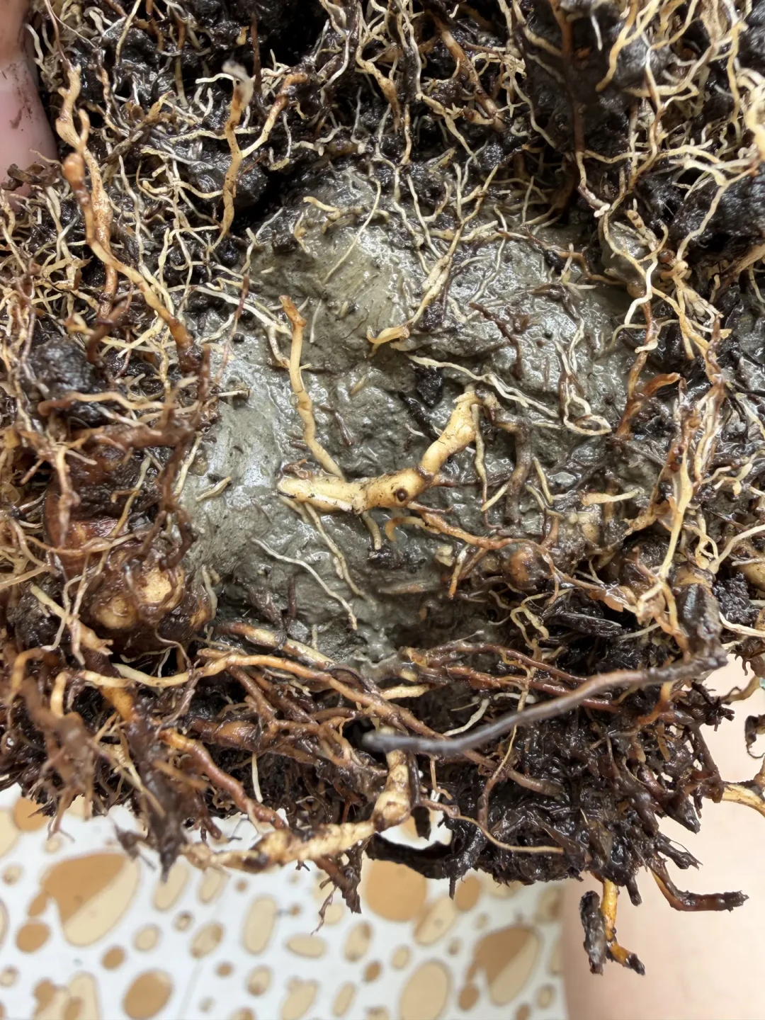 9月1日海蒂的花园18周年庆，但8月的差评有点多：买什么、缓什么，先看这份清单
