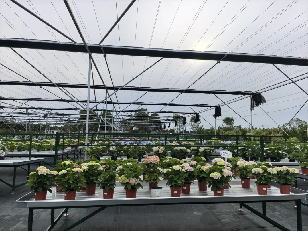 9月1日海蒂的花园18周年庆，但8月的差评有点多：买什么、缓什么，先看这份清单