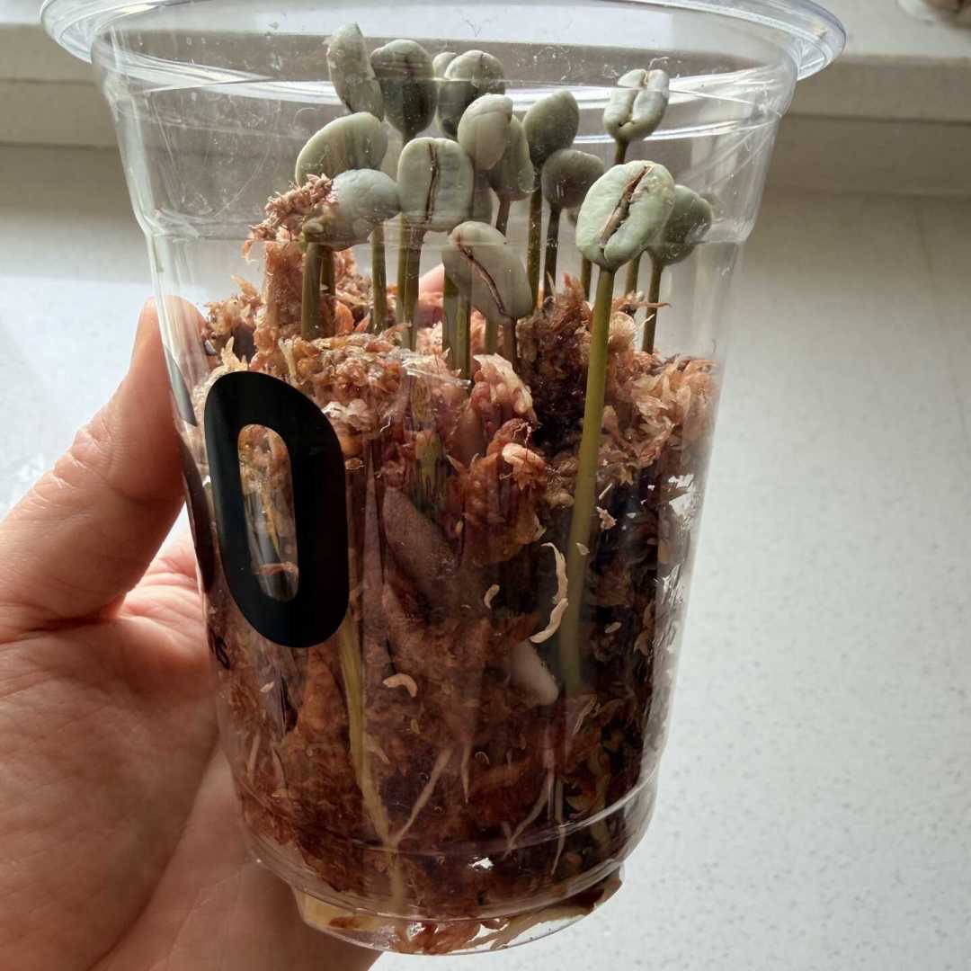 在家种咖啡真能省下咖啡钱?算了笔账:至少等3年,一棵树可能只够结一杯的豆