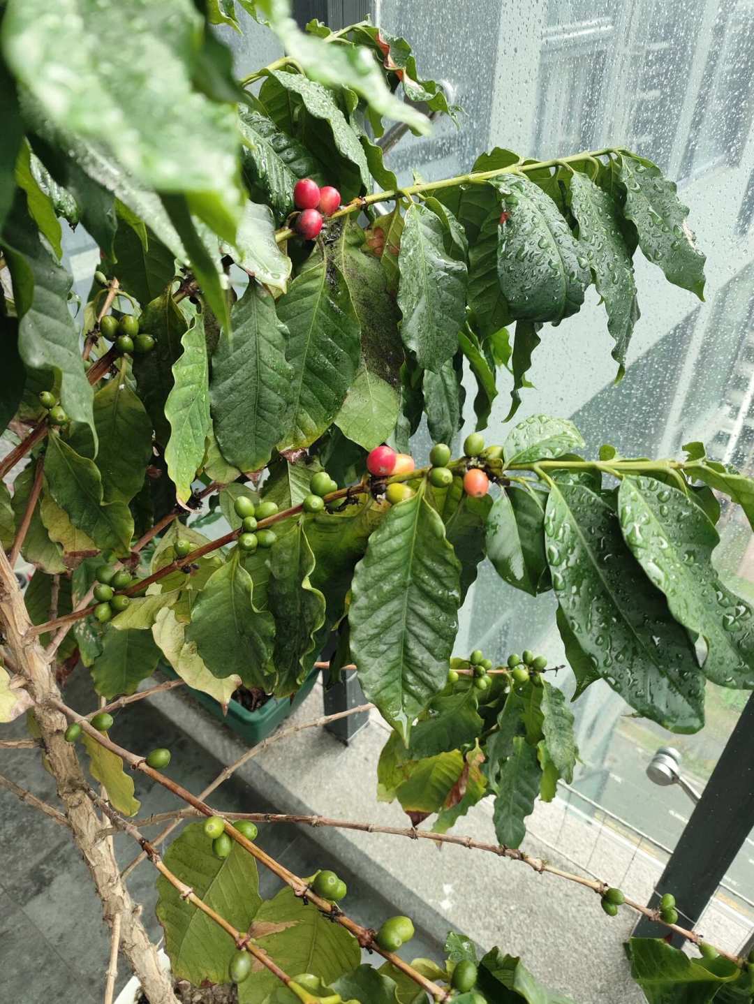 在家种咖啡真能省下咖啡钱?算了笔账:至少等3年,一棵树可能只够结一杯的豆