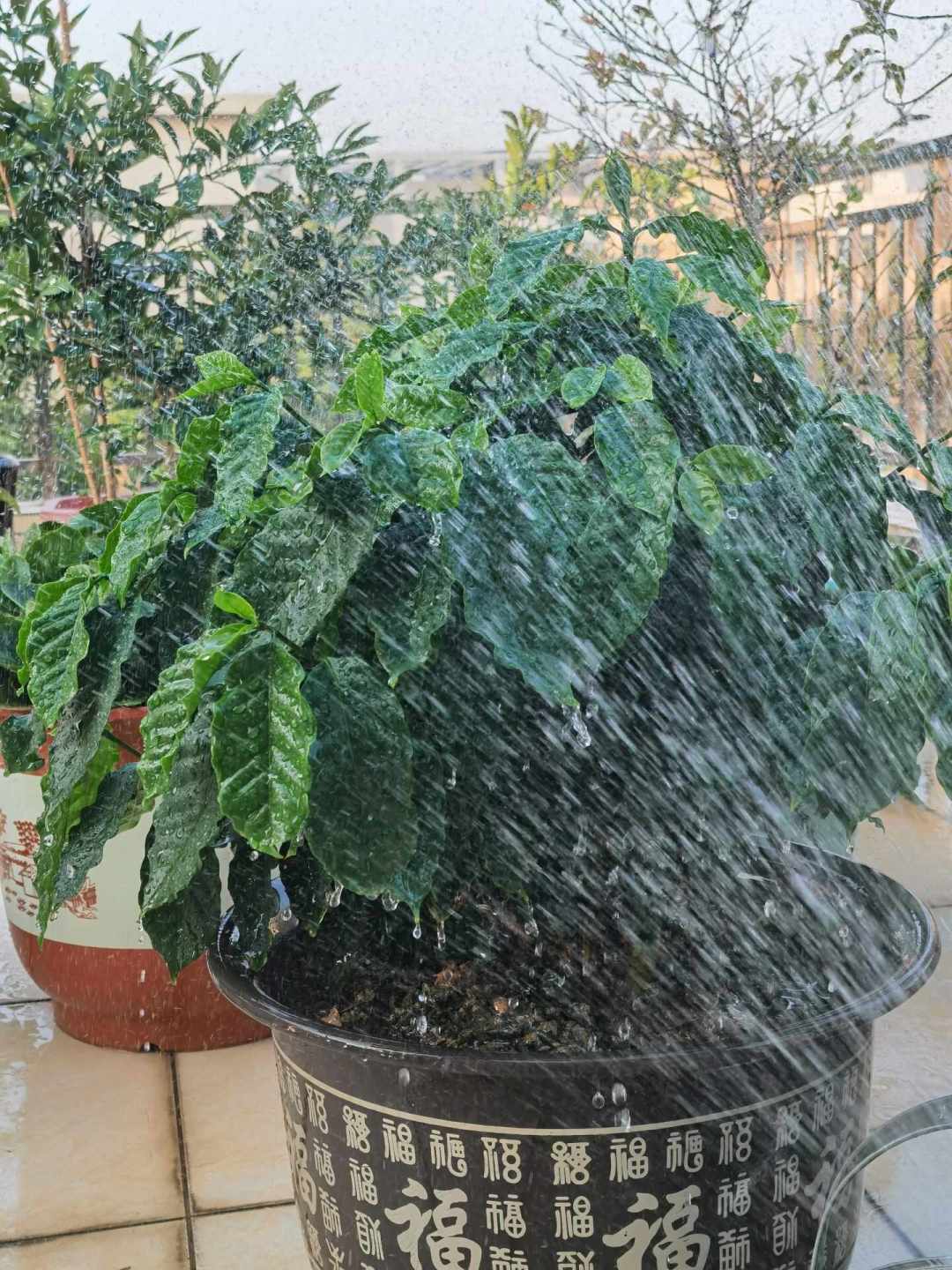 在家种咖啡真能省下咖啡钱?算了笔账:至少等3年,一棵树可能只够结一杯的豆