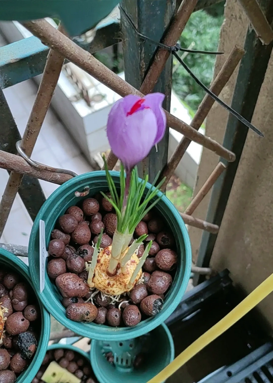 藏红花不土培也能开花?架栽、水培、土培三种玩法,下种前先想清楚
