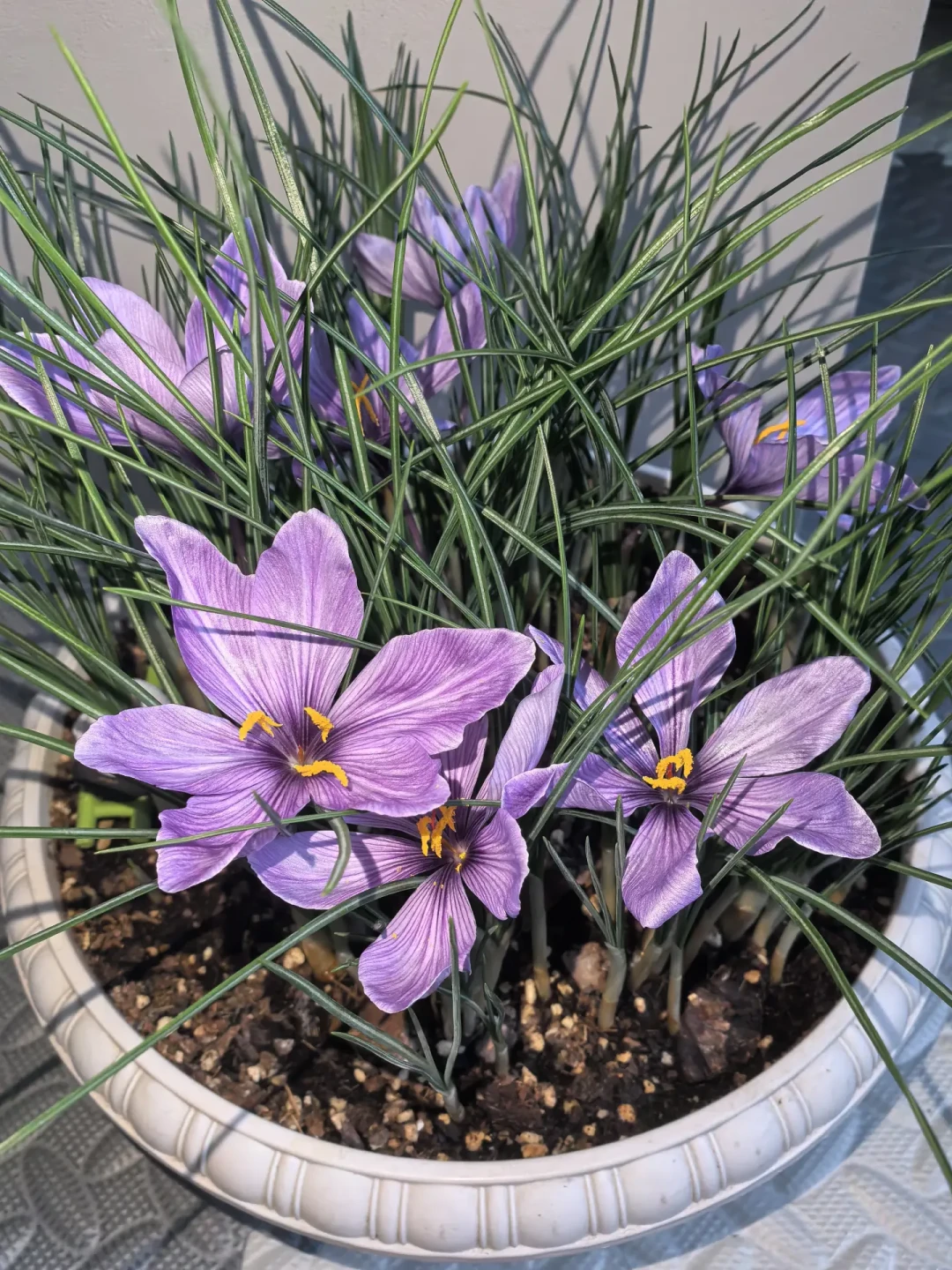 藏红花不土培也能开花?架栽、水培、土培三种玩法,下种前先想清楚