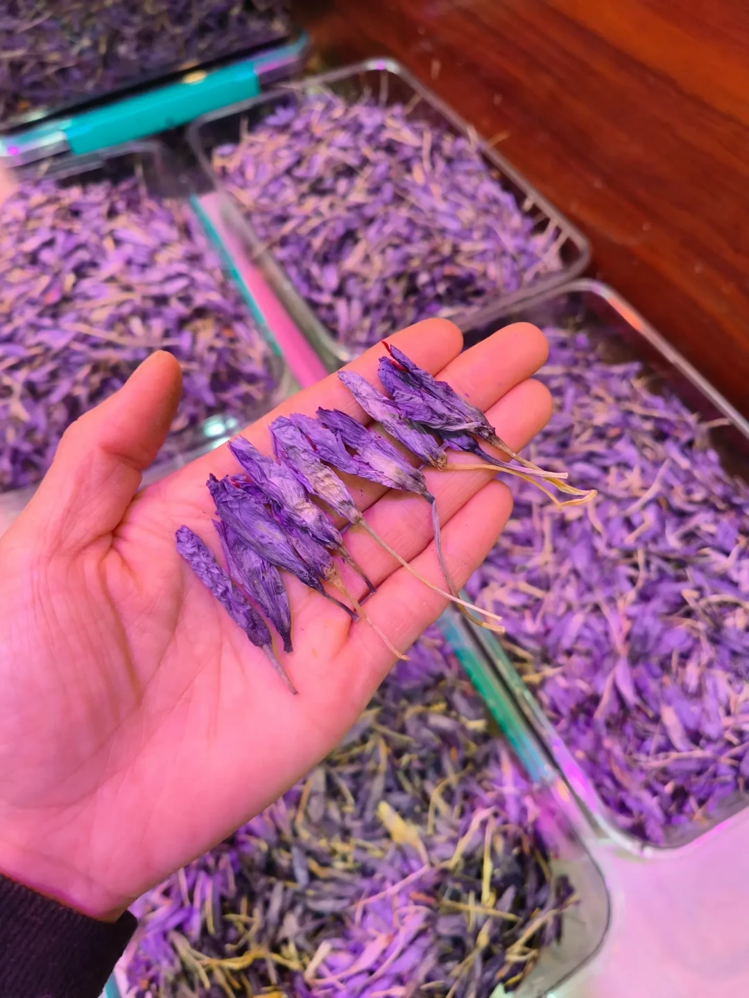 藏红花不土培也能开花?架栽、水培、土培三种玩法,下种前先想清楚