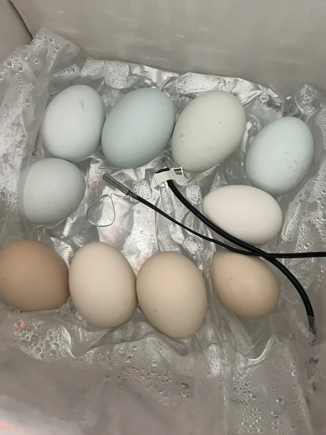 孵了一夏天没出几只?翻遍全网翻车帖,锁定这4个原因