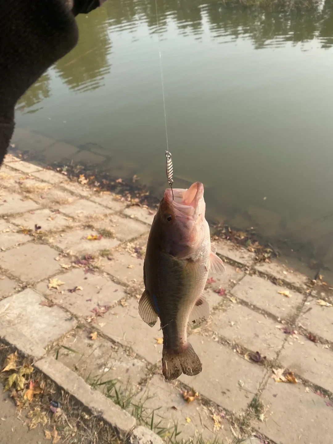倒钓刷屏路亚圈:高温天没口先别换装备,刺鱼时机和钩铅距离一次说清