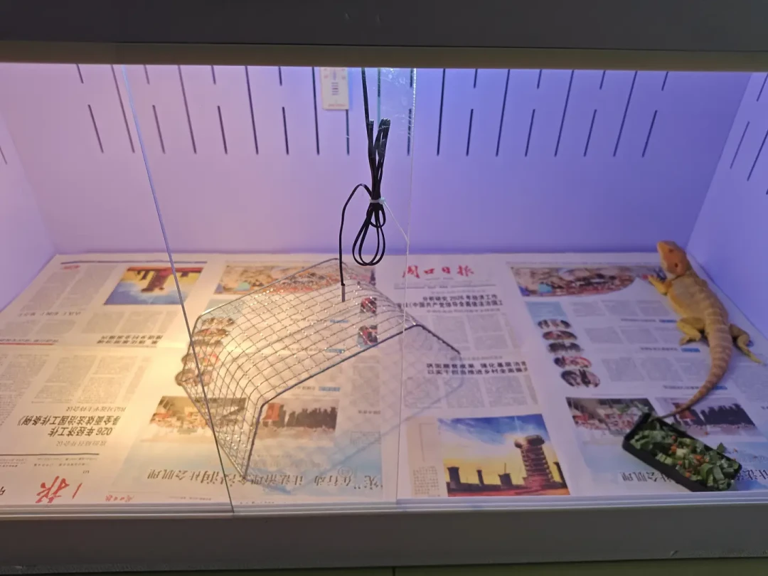 亚宠展抽中的鬃狮蜥:领它回家免费,养活它至少400块