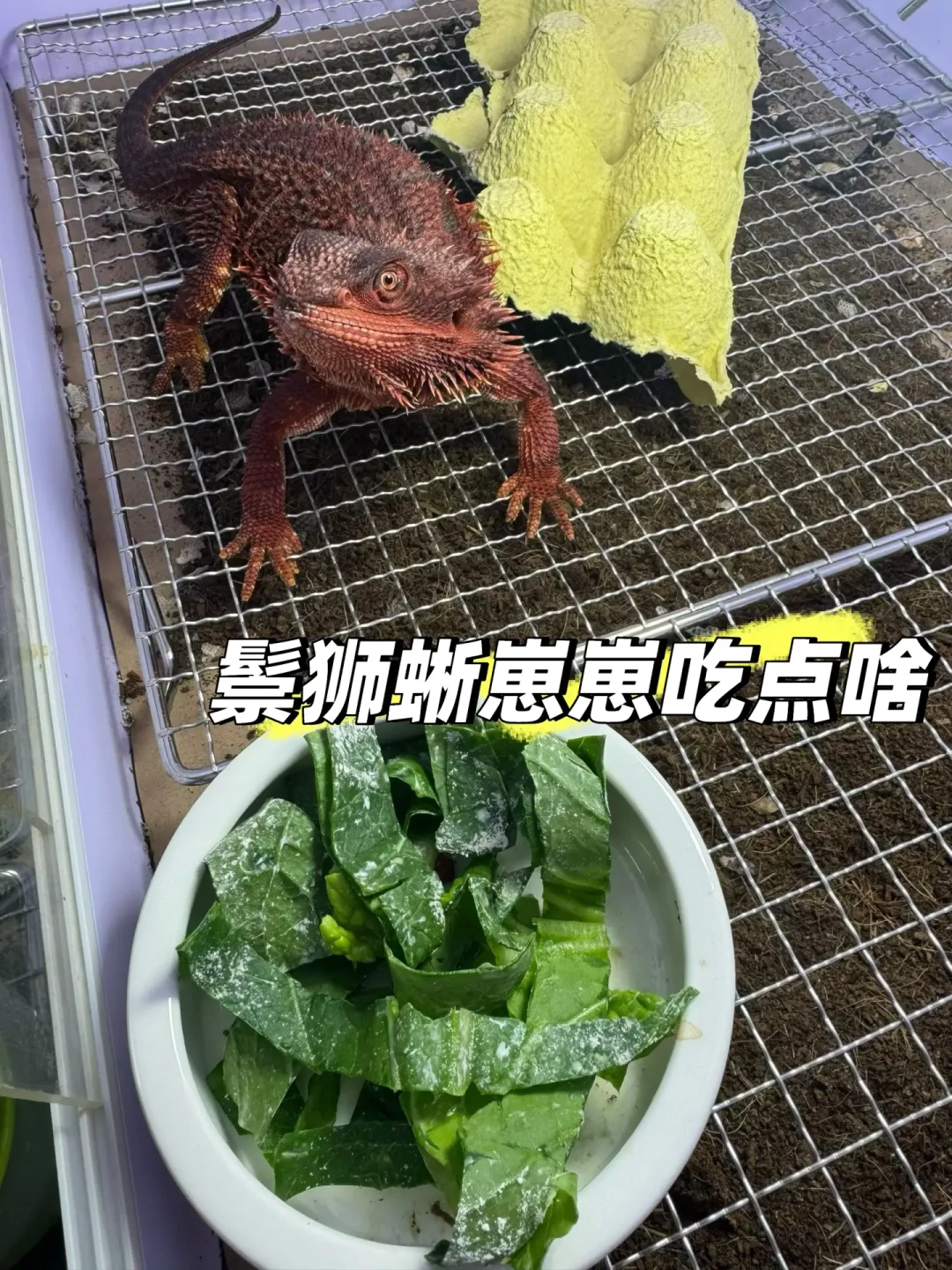 亚宠展抽中的鬃狮蜥:领它回家免费,养活它至少400块