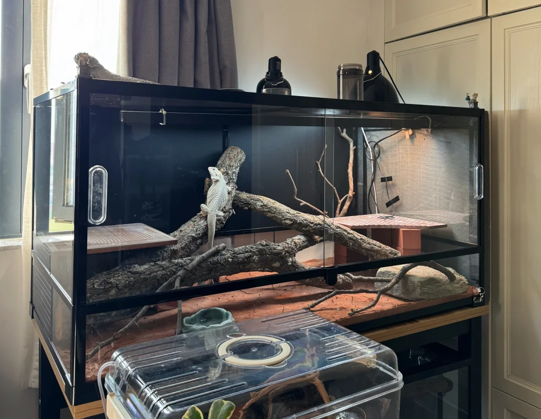 亚宠展抽中的鬃狮蜥:领它回家免费,养活它至少400块
