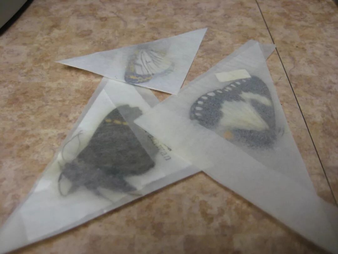 还软不到位,一拉就碎:蝴蝶标本新手的还软时间表和八月防霉提醒