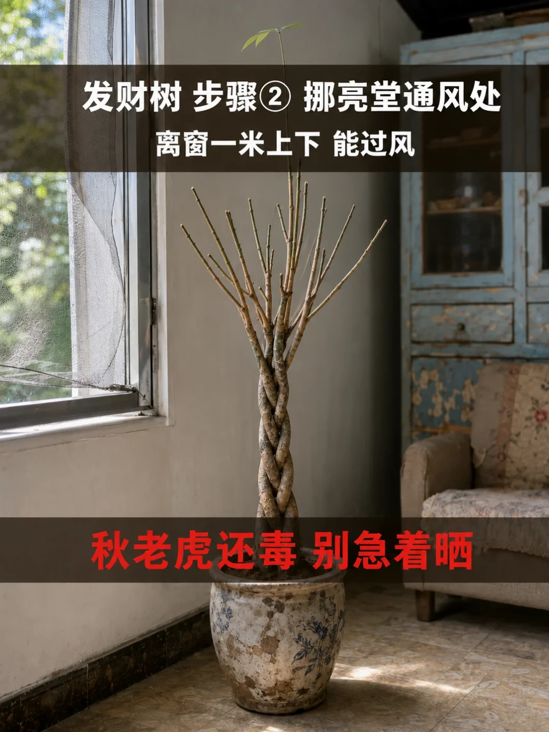 出伏就在明天,绿植圈却吵翻了:该动手还是该忍,看温度计不看日历