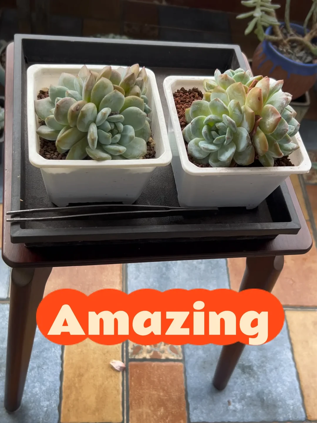 出伏就在明天,绿植圈却吵翻了:该动手还是该忍,看温度计不看日历