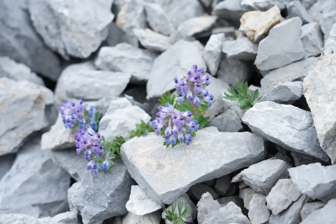 高山花卉进入换季:绿绒蒿收尾、龙胆开场,最后一波还值得追吗