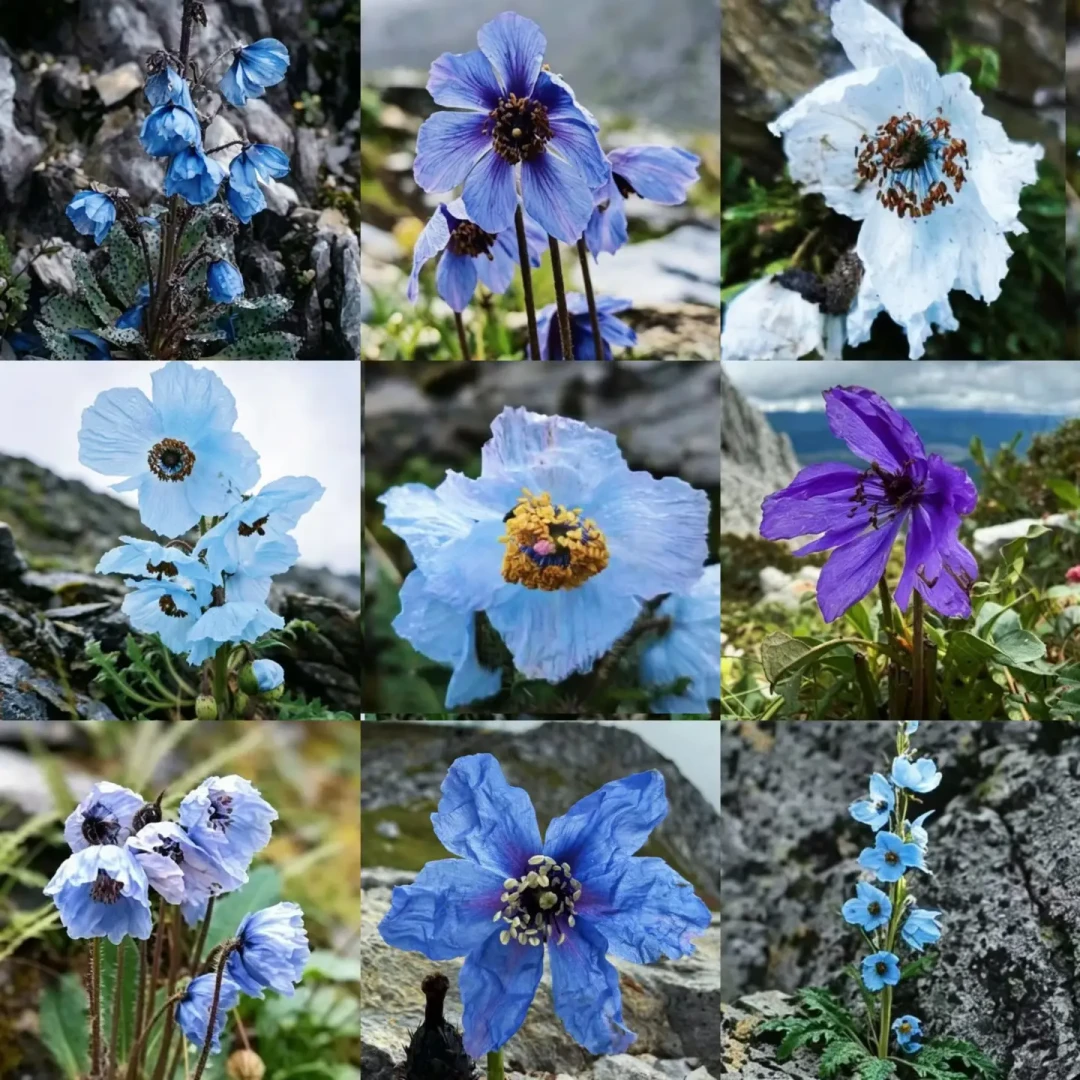 高山花卉进入换季:绿绒蒿收尾、龙胆开场,最后一波还值得追吗