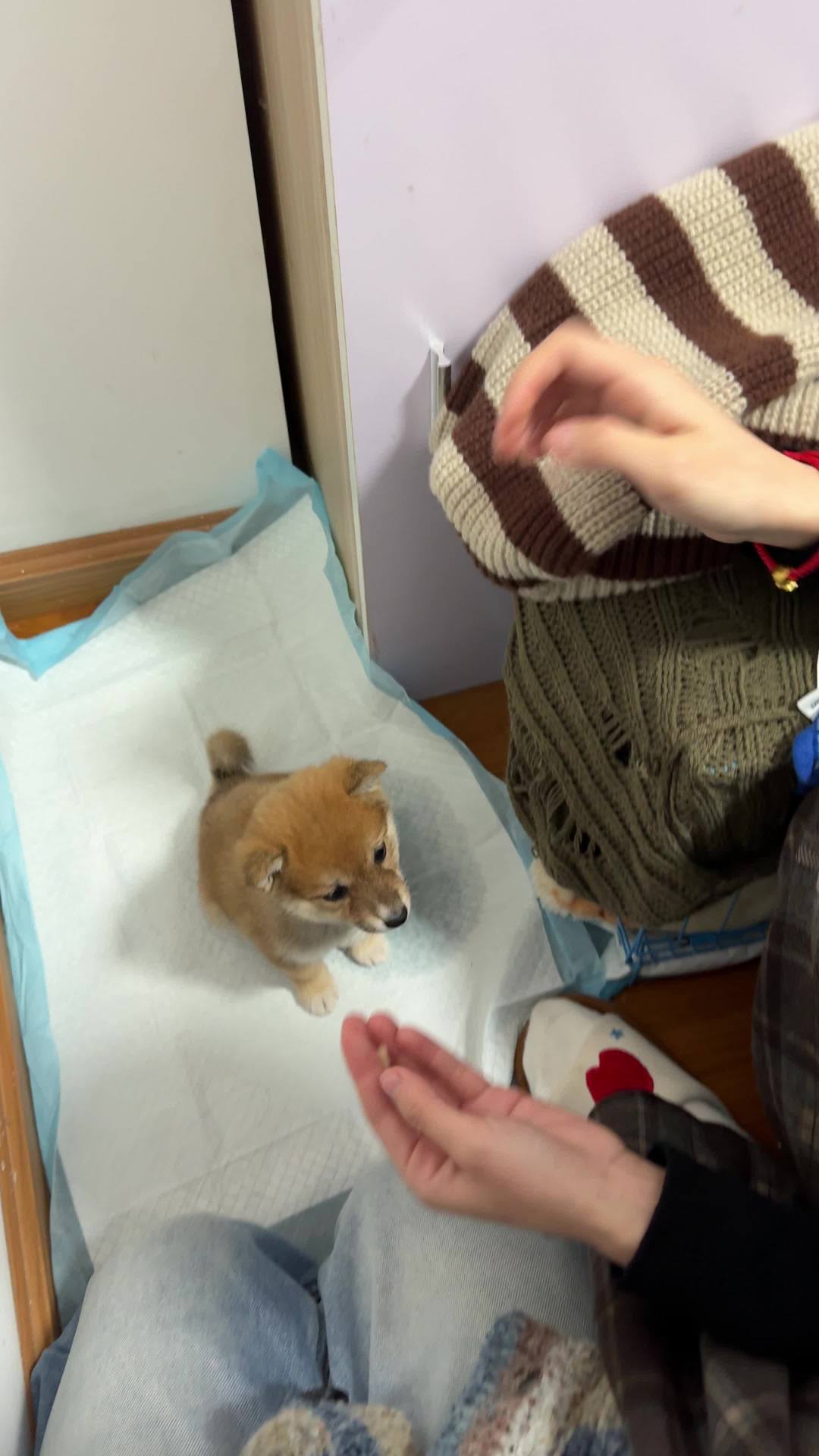 你的狗没想造反:训犬圈最唬人的“地位论”,早被提出者自己推翻了