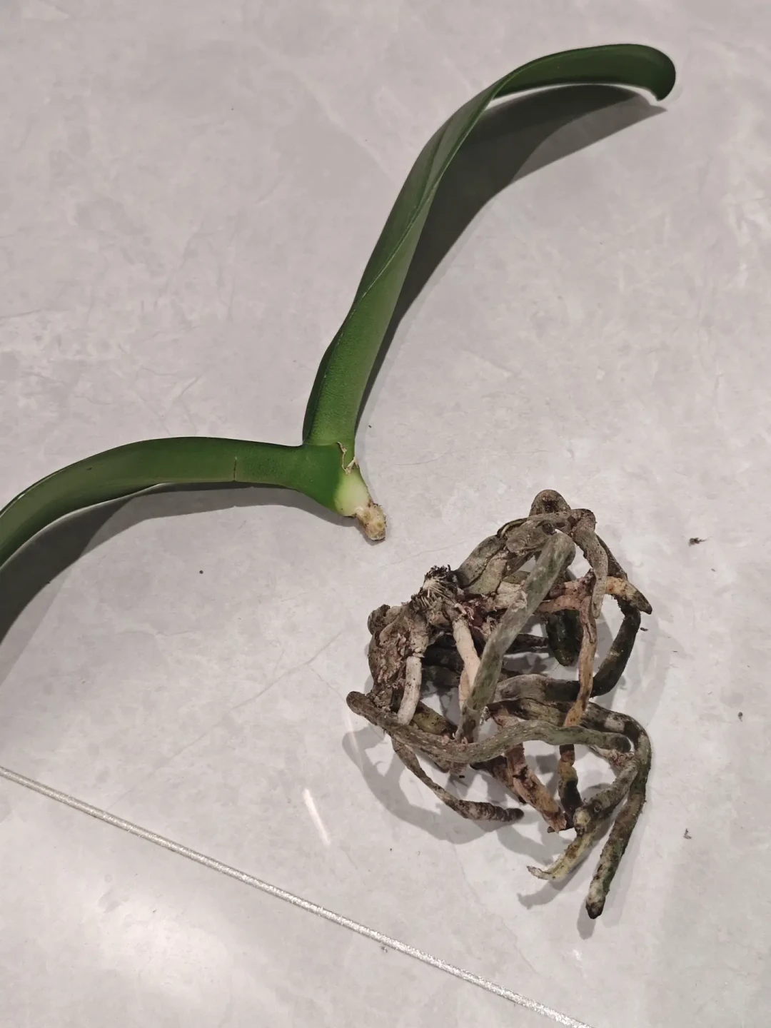 三伏最后一周,蝴蝶兰烂根进入“审判期”:偏方救不了,11元的急救方案才靠谱
