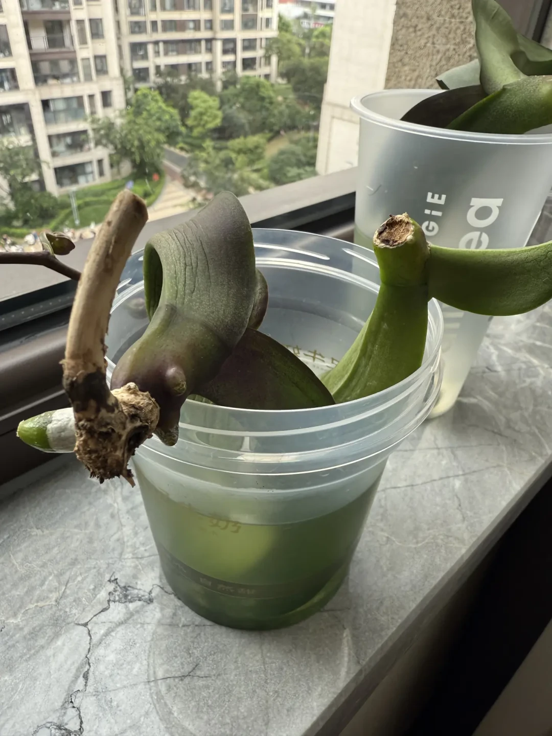 三伏最后一周,蝴蝶兰烂根进入“审判期”:偏方救不了,11元的急救方案才靠谱