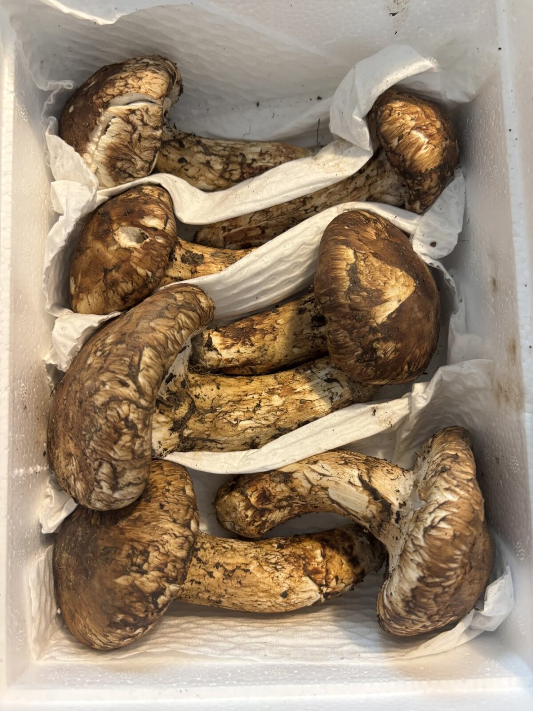 松茸大跳水还是减产涨价?对完云南这周报价:尾季窗口只剩两周左右