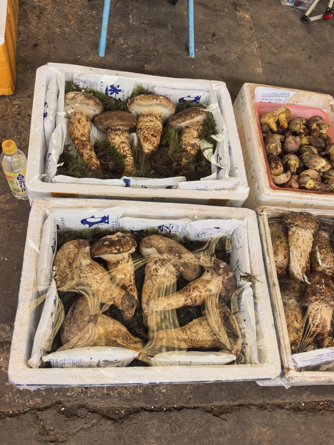 松茸大跳水还是减产涨价?对完云南这周报价:尾季窗口只剩两周左右