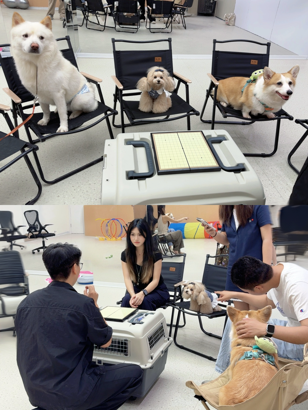 训犬的钱怎么花:从388元体验课到1.58万寄训,差价40倍里的门道