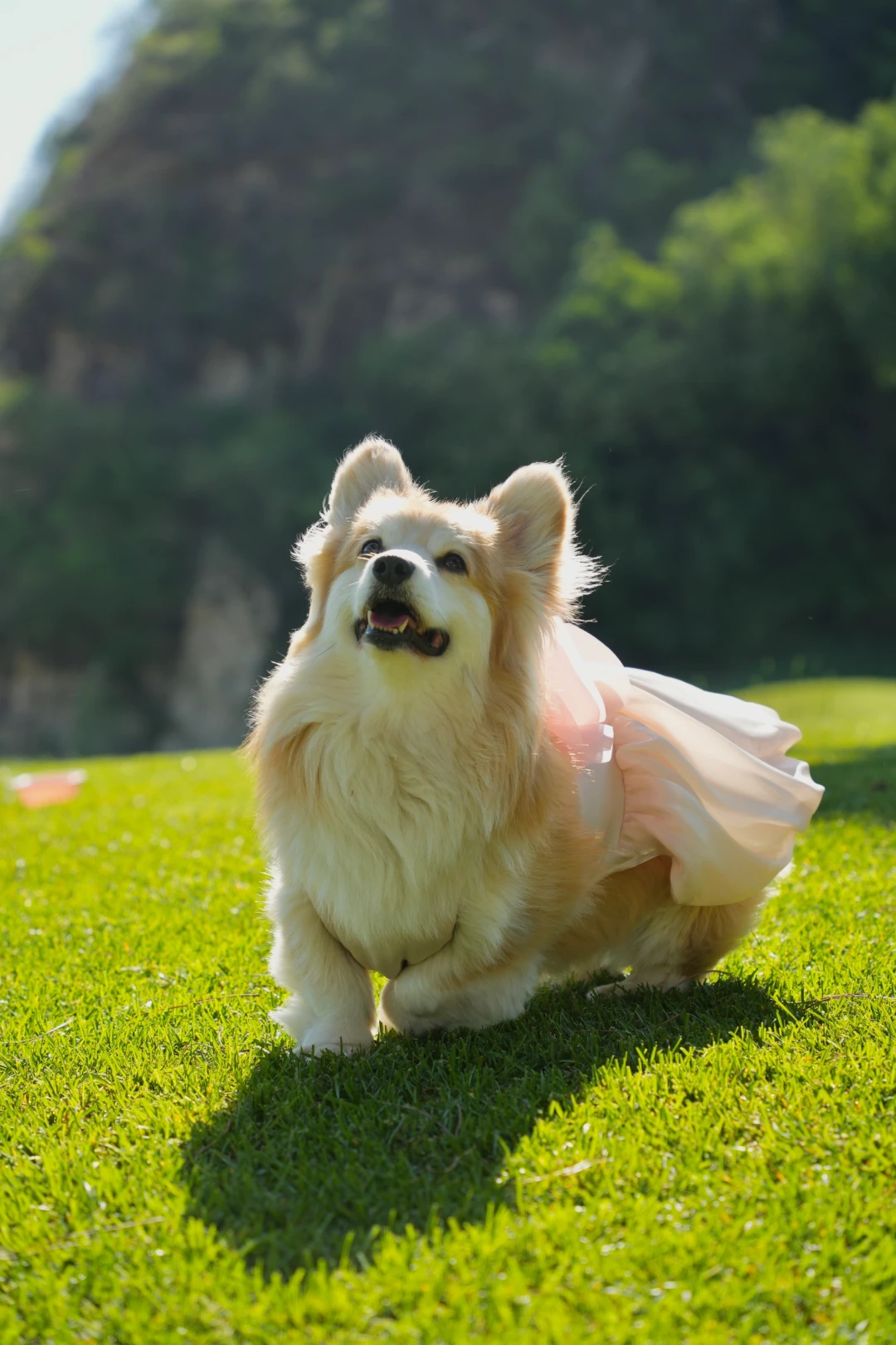 训犬的钱怎么花:从388元体验课到1.58万寄训,差价40倍里的门道