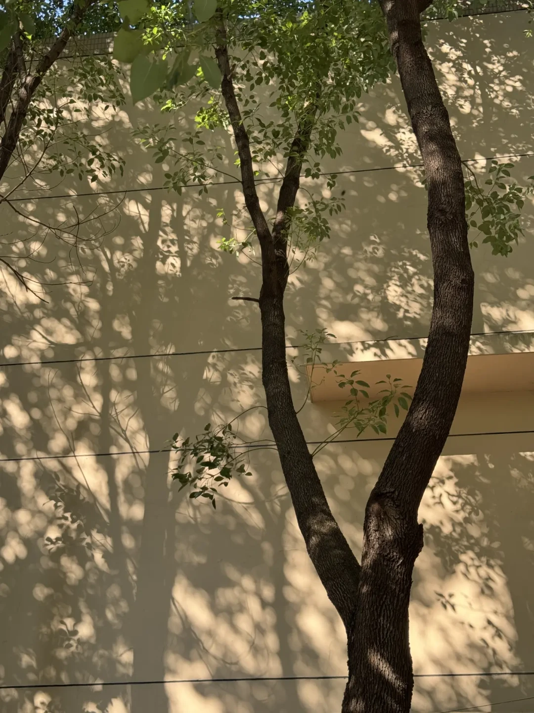 处暑到,夏天进入最后两周:胶片一天比一天贵,光是免费的,这波