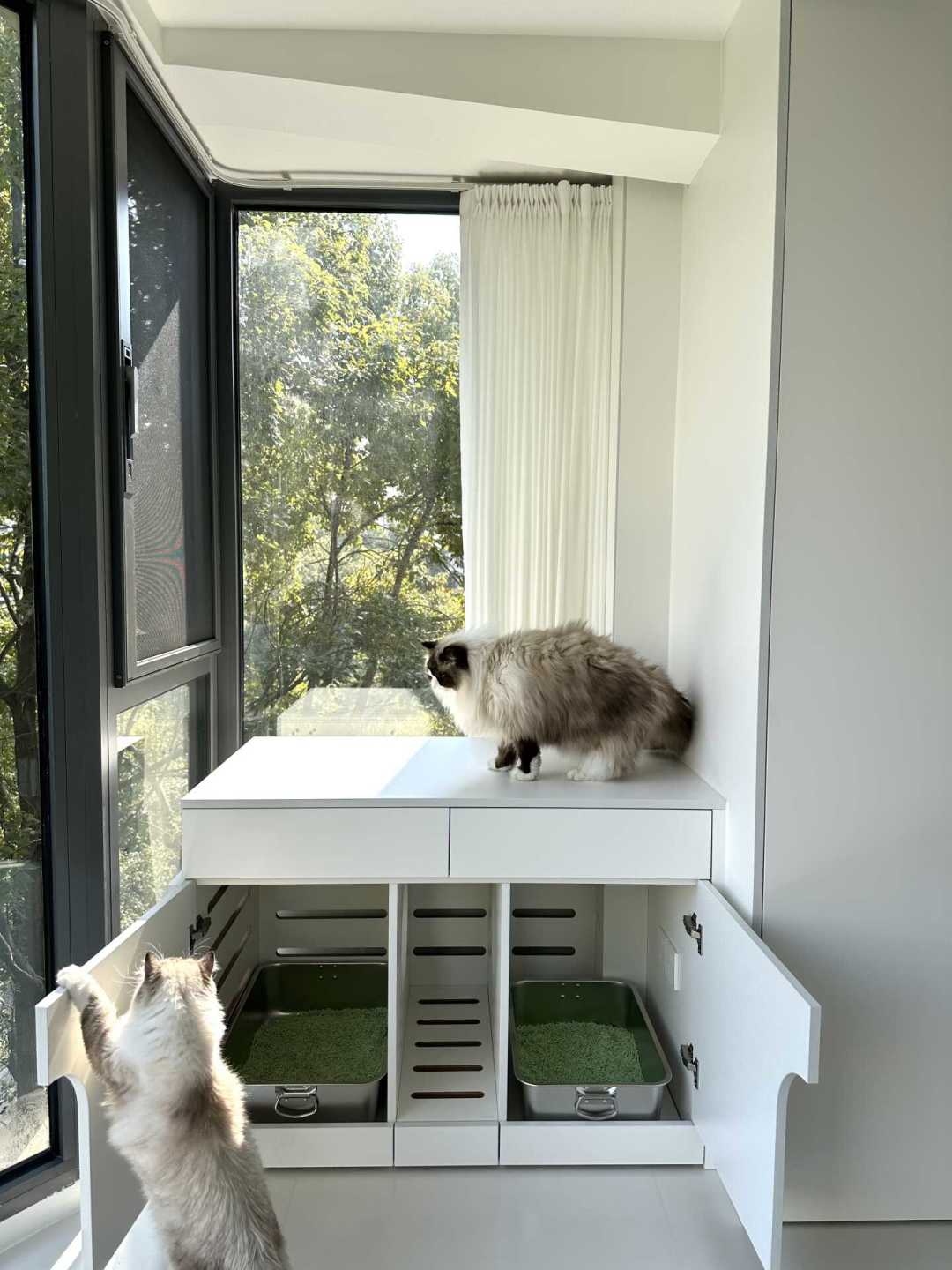 夏天才懂猫砂味有多上头:猫砂区封闭的三种做法,哪种真除臭,哪种是自我安慰