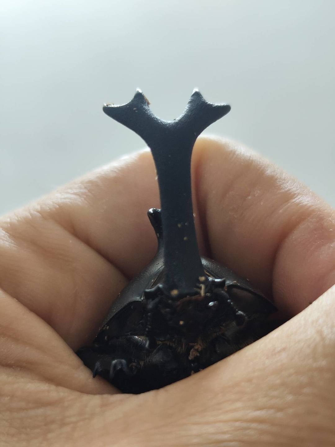 孩子的独角仙快