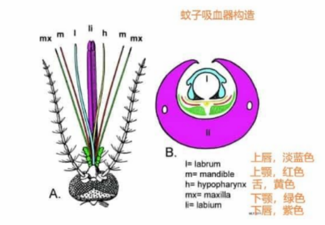 处暑到,蚊子季却没到头:疾控监测显示九月才是年度高峰,还要防多久有明确节点