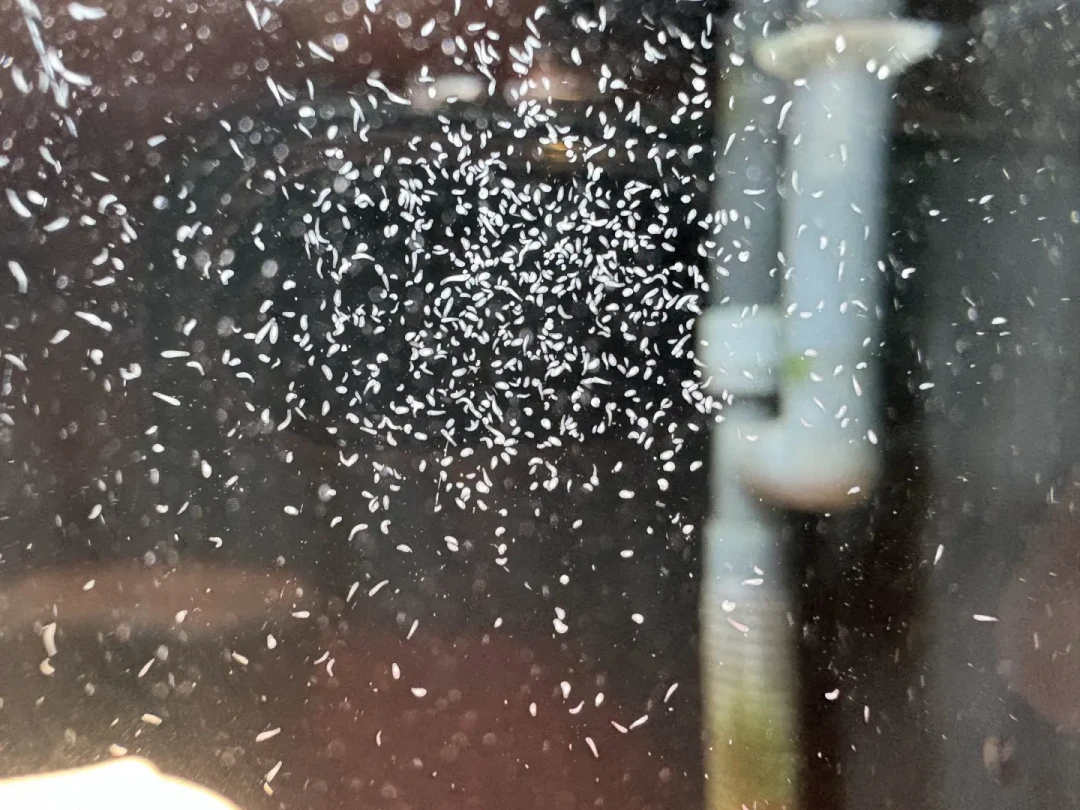缸里冒出小虫子，杀还是留？翻完全网30多条灭虫记录，我整理出这份辨认表：一半的虫子被冤枉，一半的方法会帮倒忙