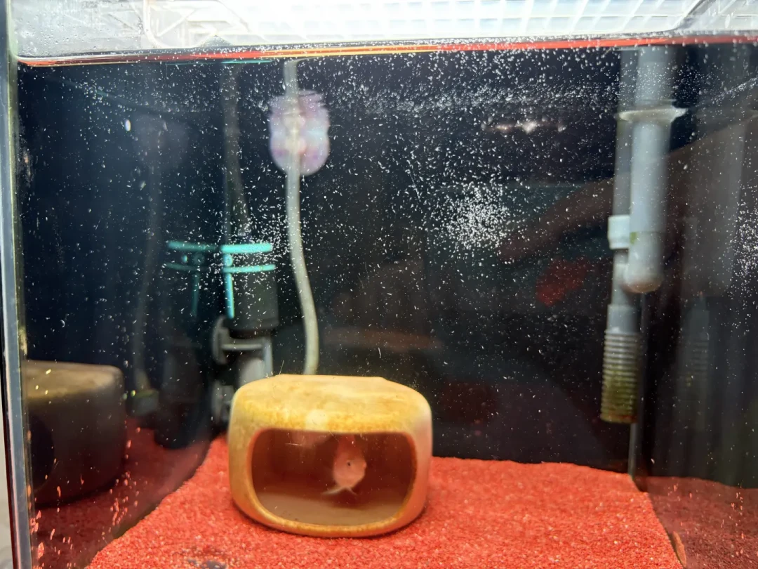 缸里冒出小虫子，杀还是留？翻完全网30多条灭虫记录，我整理出这份辨认表：一半的虫子被冤枉，一半的方法会帮倒忙