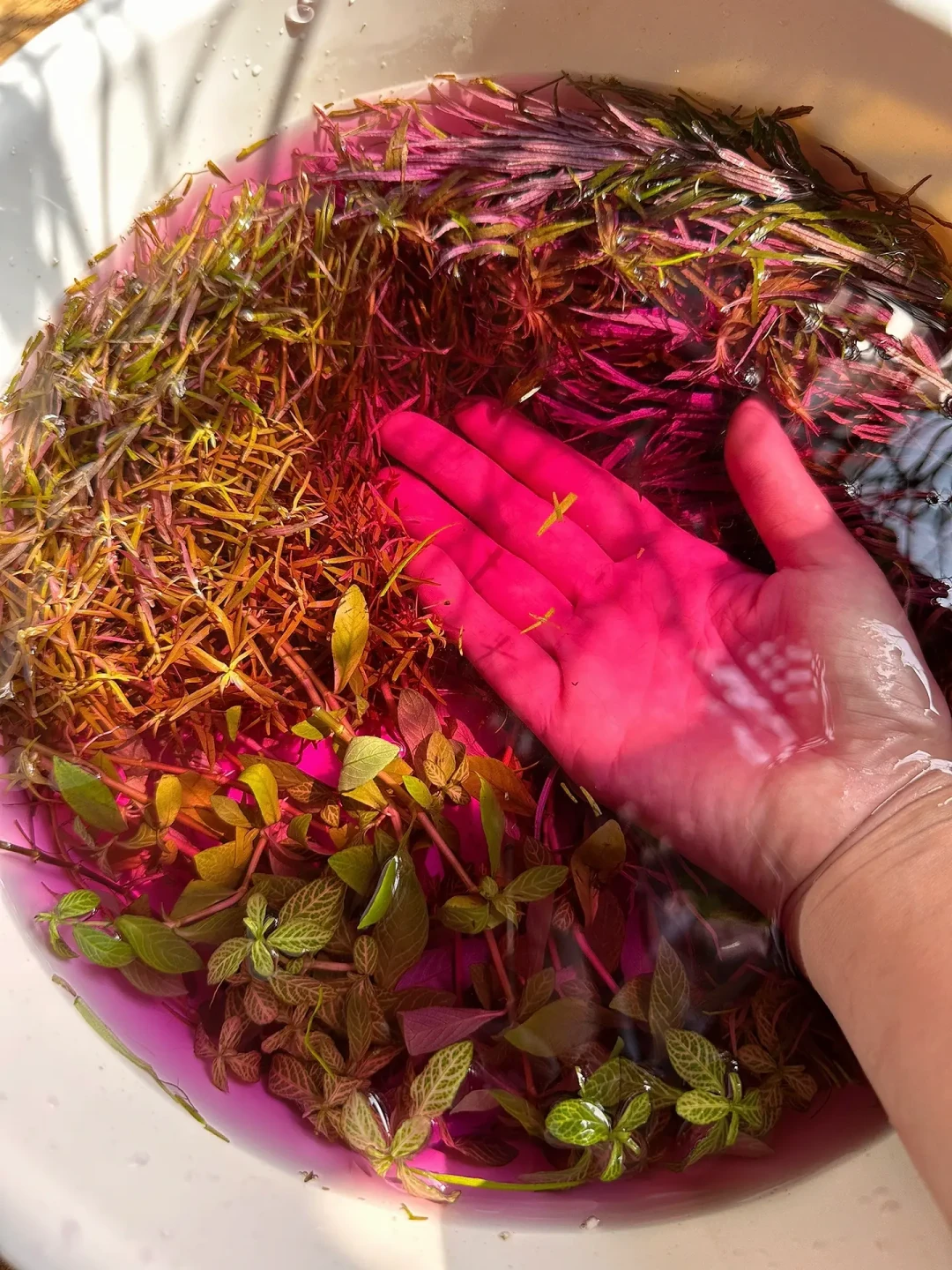 缸里冒出小虫子，杀还是留？翻完全网30多条灭虫记录，我整理出这份辨认表：一半的虫子被冤枉，一半的方法会帮倒忙