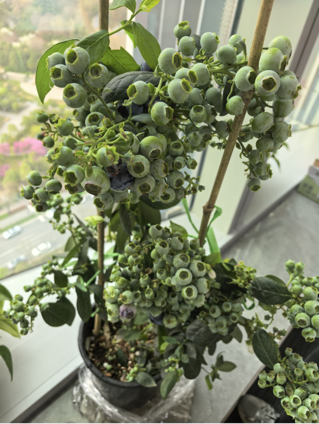 有人多肉一个半月养死,有人工位蓝莓结果:工位绿植别按颜值挑,先按工位条件挑