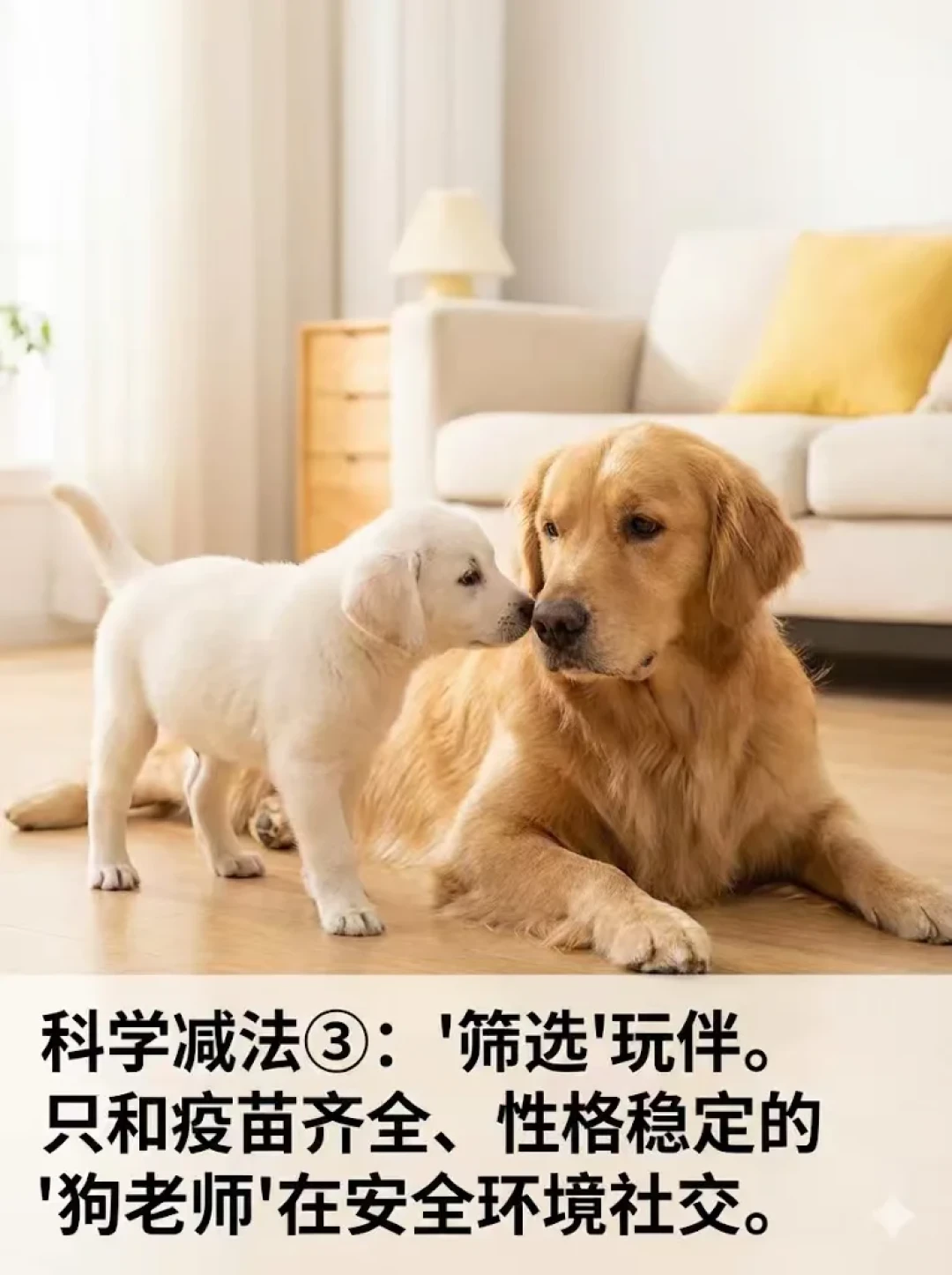 兽医说疫苗没打完别出门，训犬师说错过16周就晚了：翻完两派争论和AVSAB声明，我整理了这份疫苗期社会化时间表