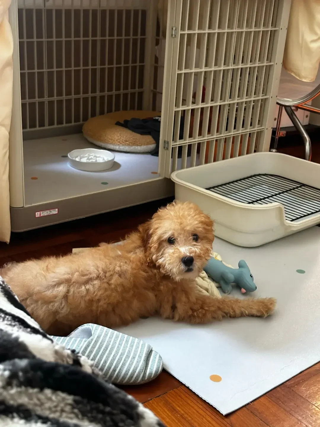 兽医说疫苗没打完别出门，训犬师说错过16周就晚了：翻完两派争论和AVSAB声明，我整理了这份疫苗期社会化时间表