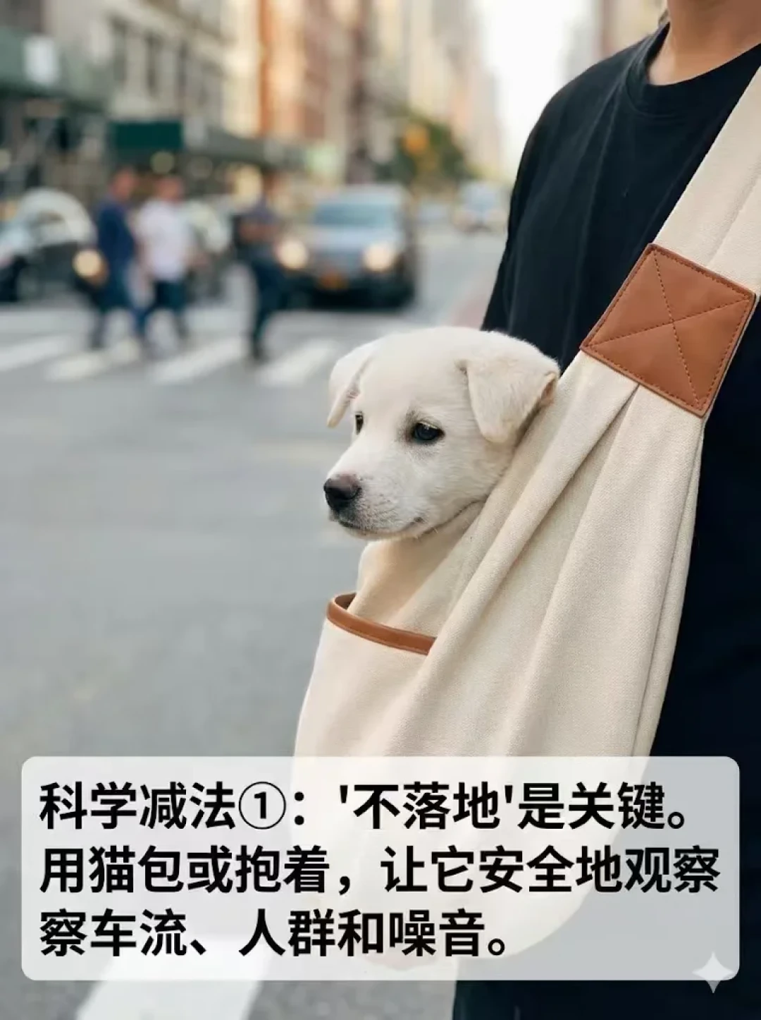 兽医说疫苗没打完别出门，训犬师说错过16周就晚了：翻完两派争论和AVSAB声明，我整理了这份疫苗期社会化时间表