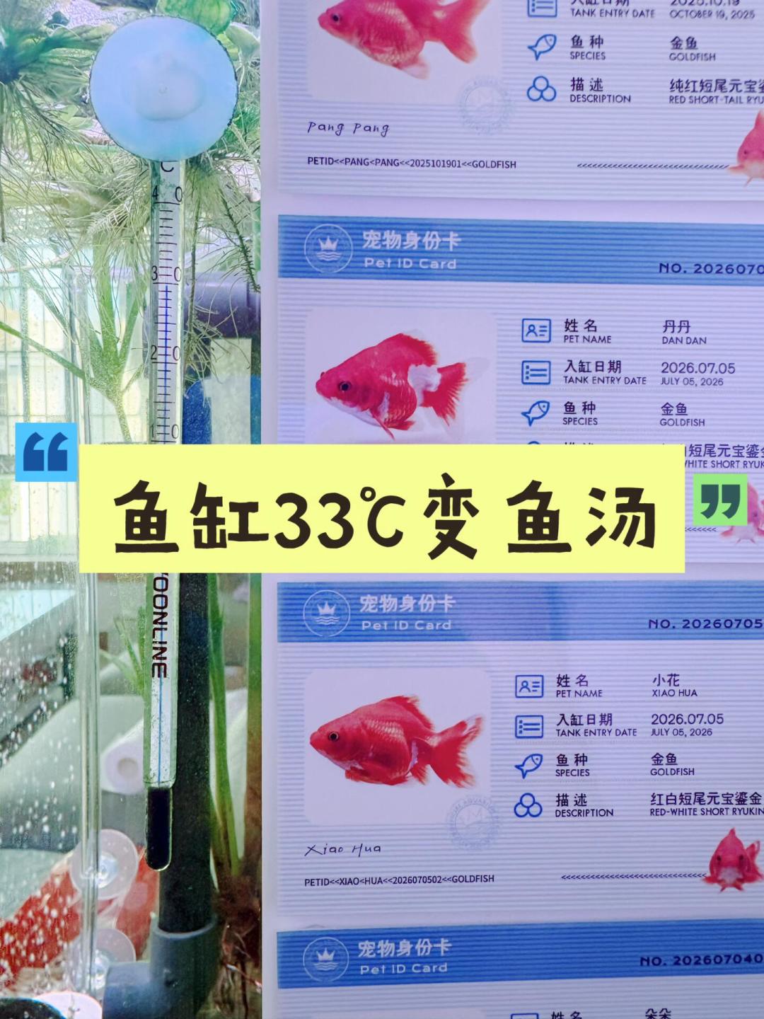高温天鱼天天死?别急着换水下药物洗滤材,急救顺序做对能救回半缸