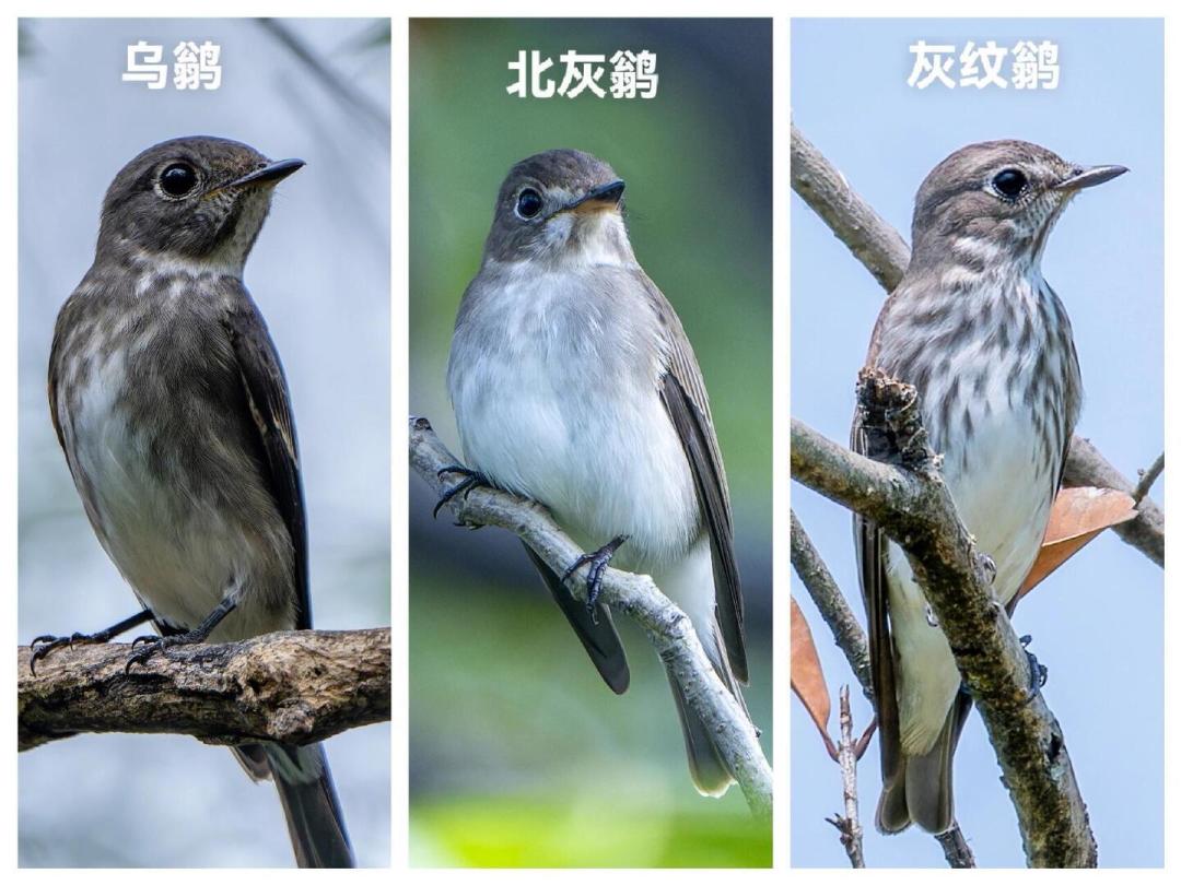 别只等沿海鸟浪：秋迁先头部队已经进城了，这份设置清单拿去打三种鹟