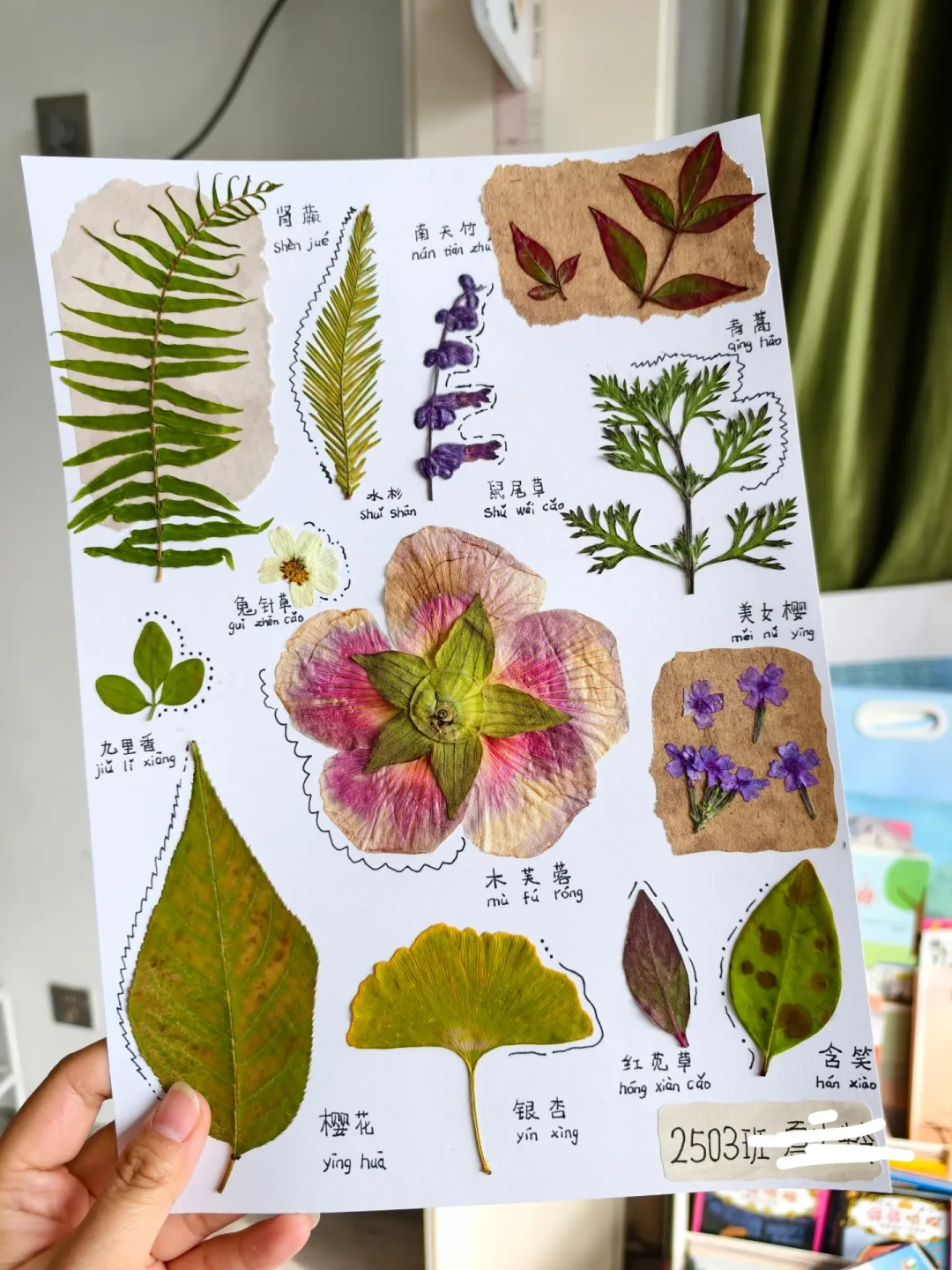 开学还剩一周,“自然收藏”作业还没动?0元DIY和29.9元买现成,各有各的交法