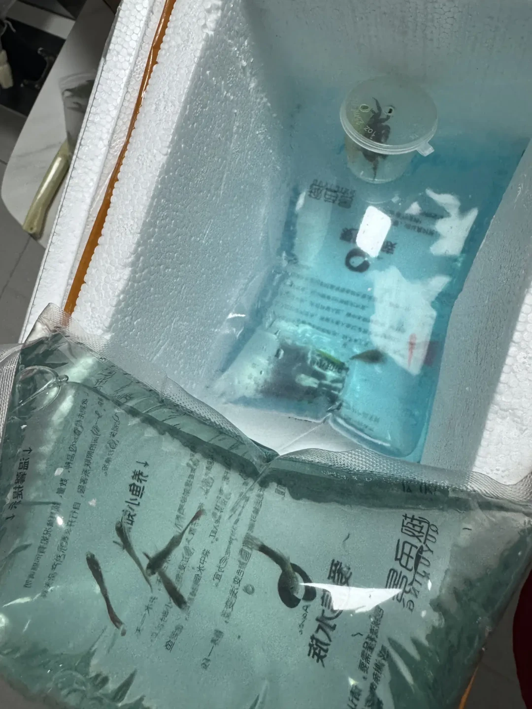 鱼买回家几天就死？死在第几天，基本就说明了死因：我把网上流传的入缸五步拆了一遍，发现其中一步看情况、一步可能在害鱼
