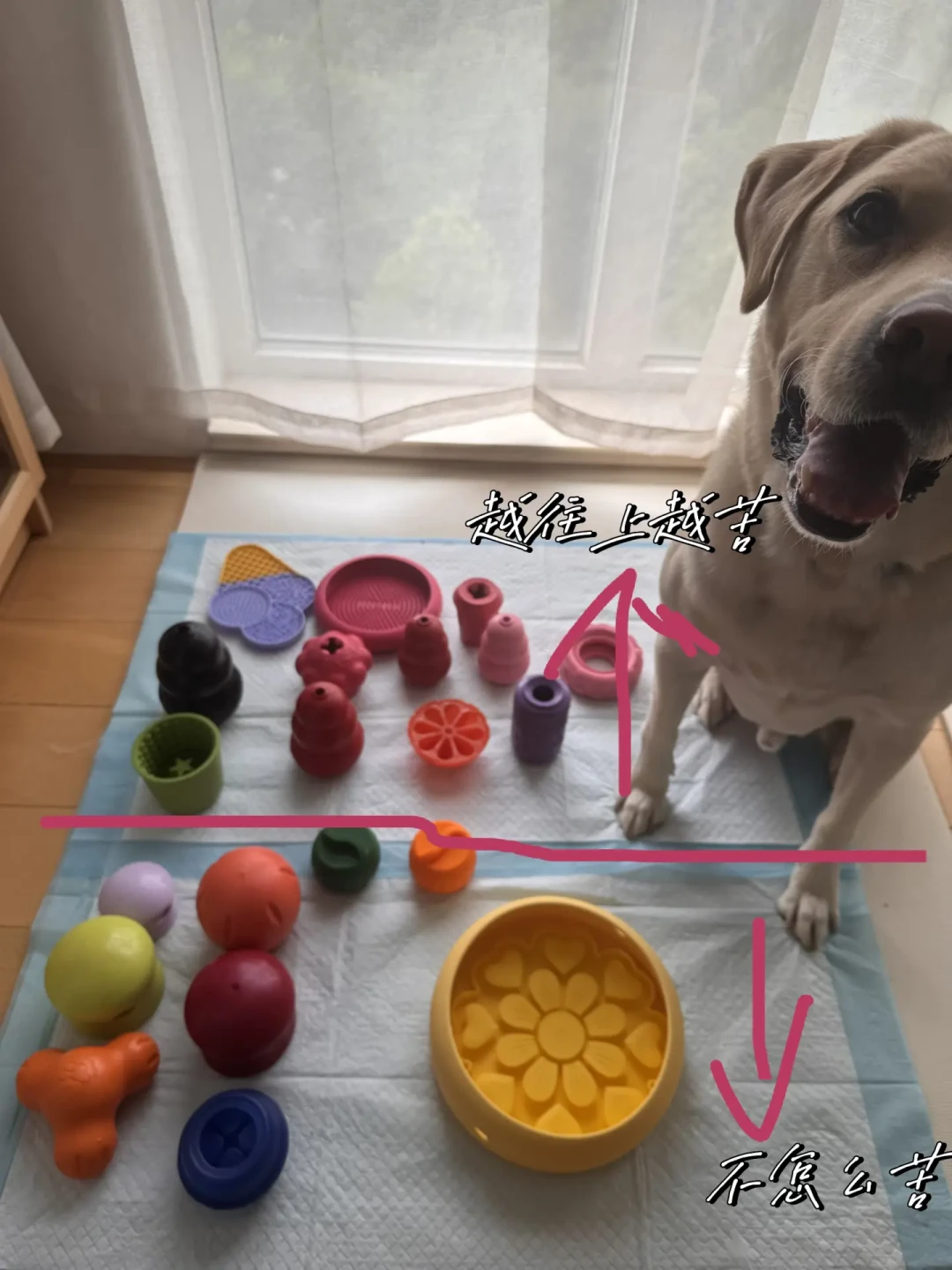 一出门就嚎叫、拆家、啃自己?翻完全网上百条求助帖和训犬师案例,我发现“分离焦虑”的第一步,大多数人就错了