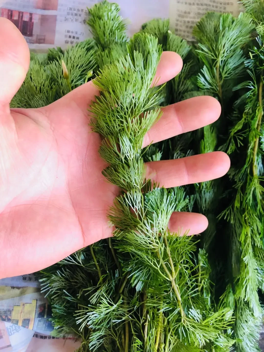 出伏前后的翻缸潮，是全年捡漏二手草缸设备的最佳窗口：260块全套、滤筒三折起，6样闭眼收，5样白送都别要