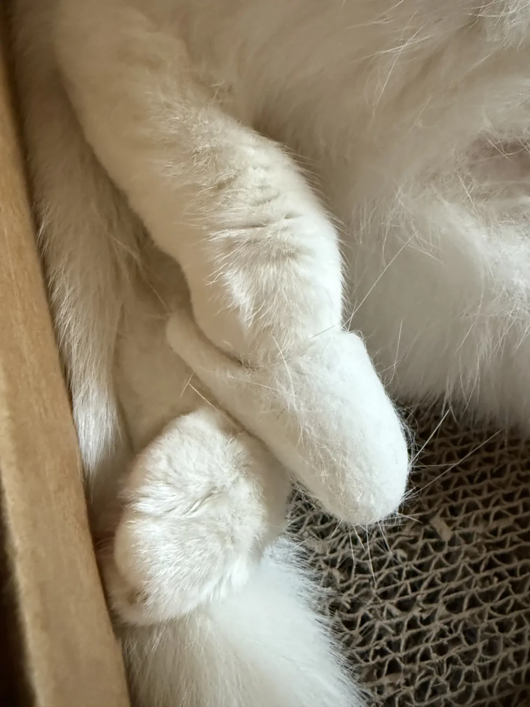 梳下来的猫毛别扔:有人戳出11万赞的拖鞋,有人戳成灰抹布——先看毛况再选路